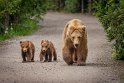 144 Katmai NP, bruine beren